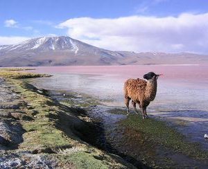 Bolivia – Información turistica y guia de viaje de Bolivia