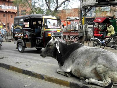 ¿por qué los hindúes adoran a las vacas?